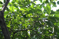 Syzygium malaccense